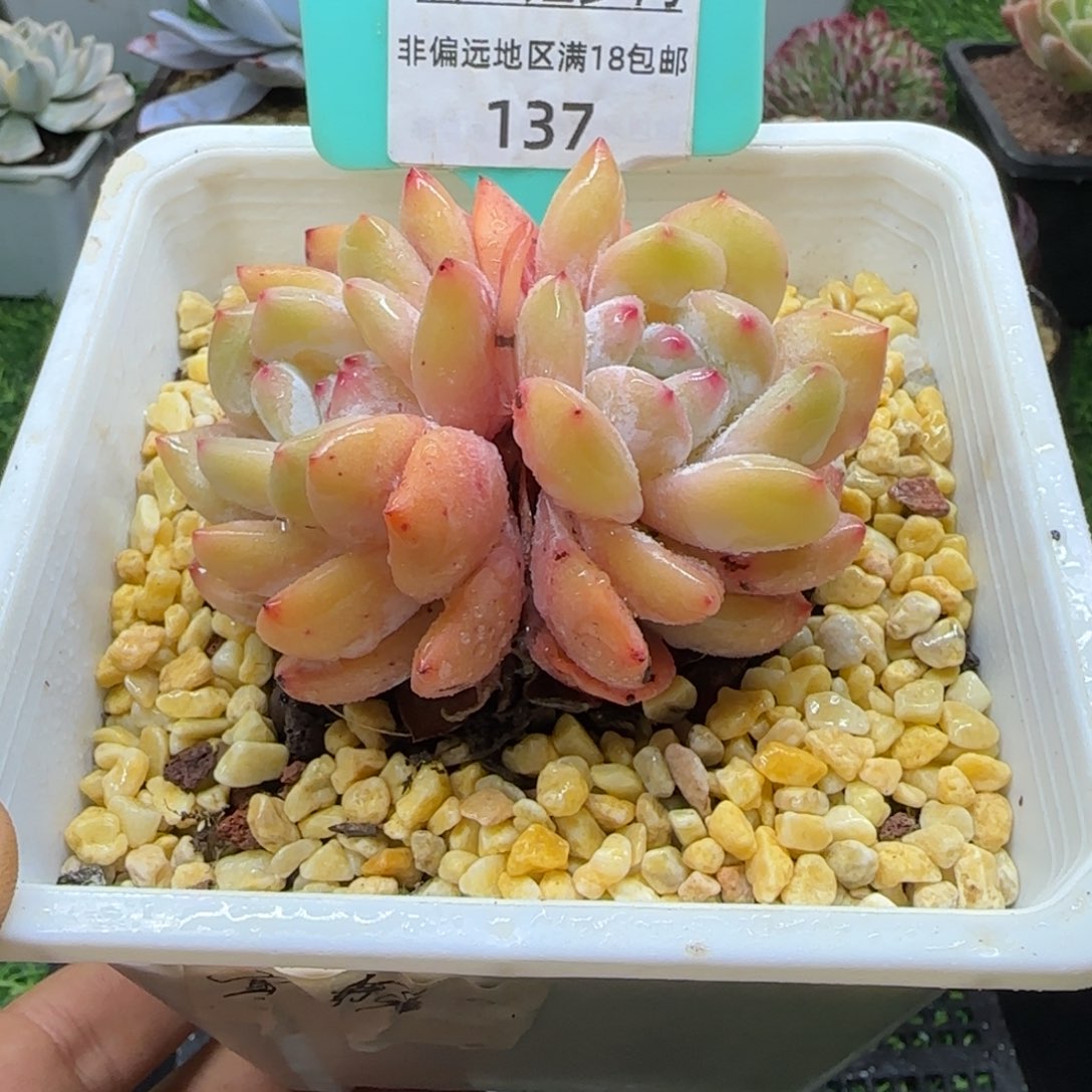 唐二姐多肉编号137