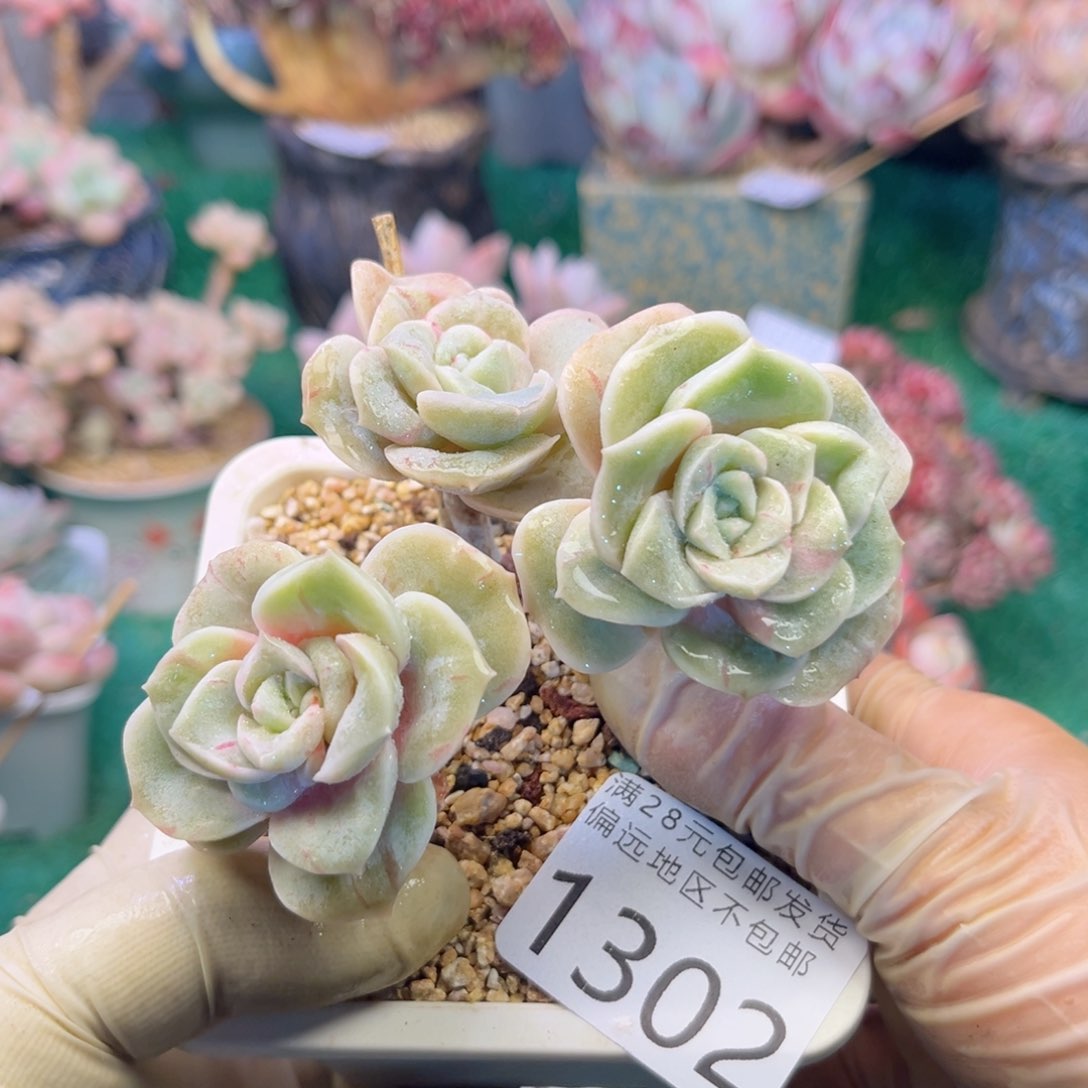 大1302/（zh d h v b m m