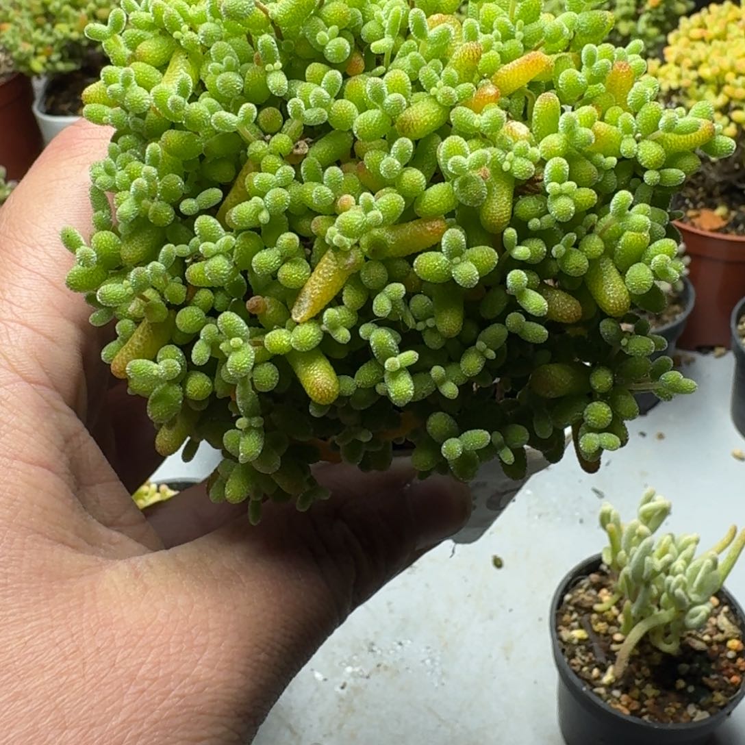 金桔 多肉植物枝干番杏