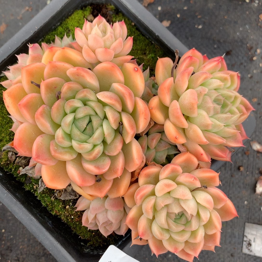 3902杂交多肉老桩