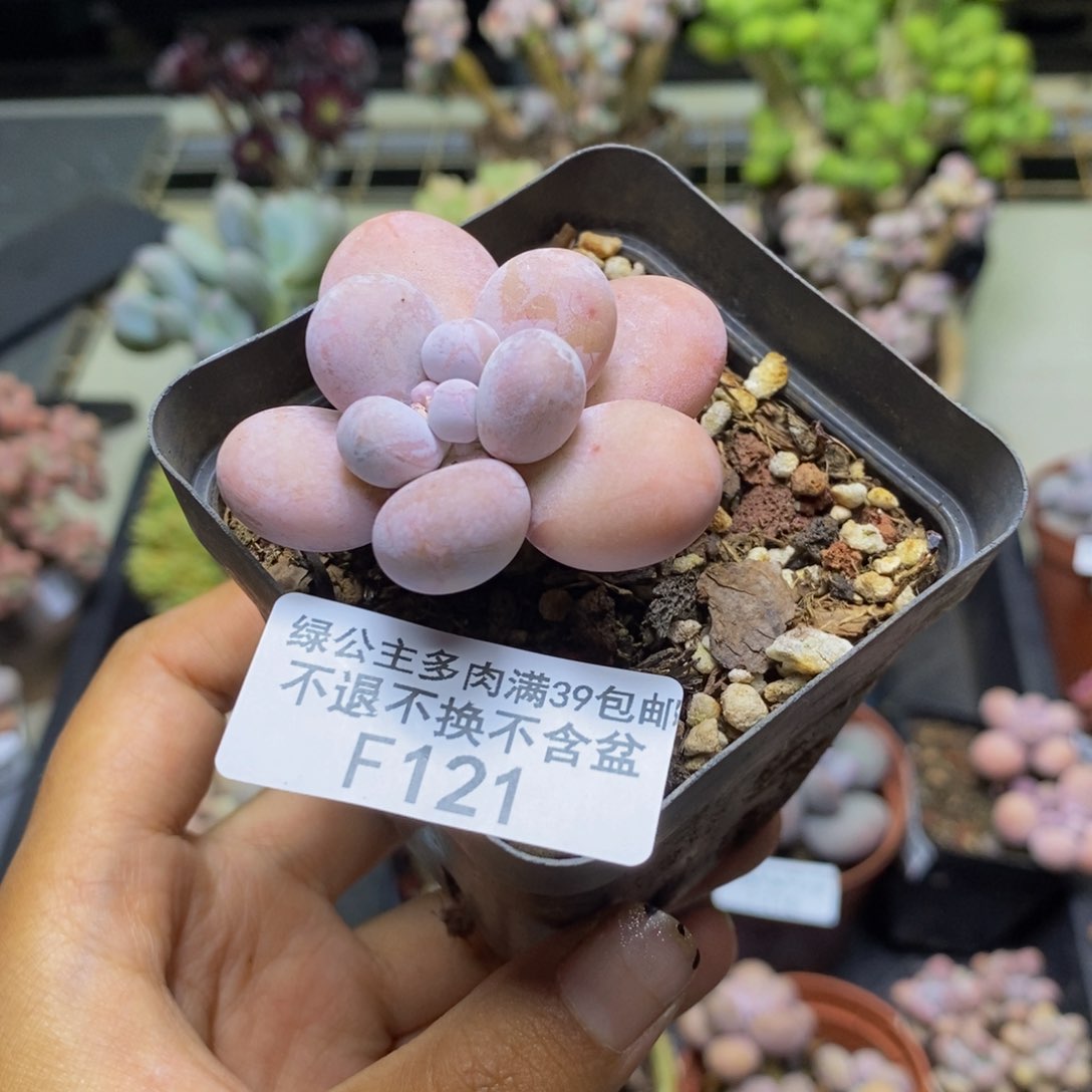 121橙奶多肉肉3c m