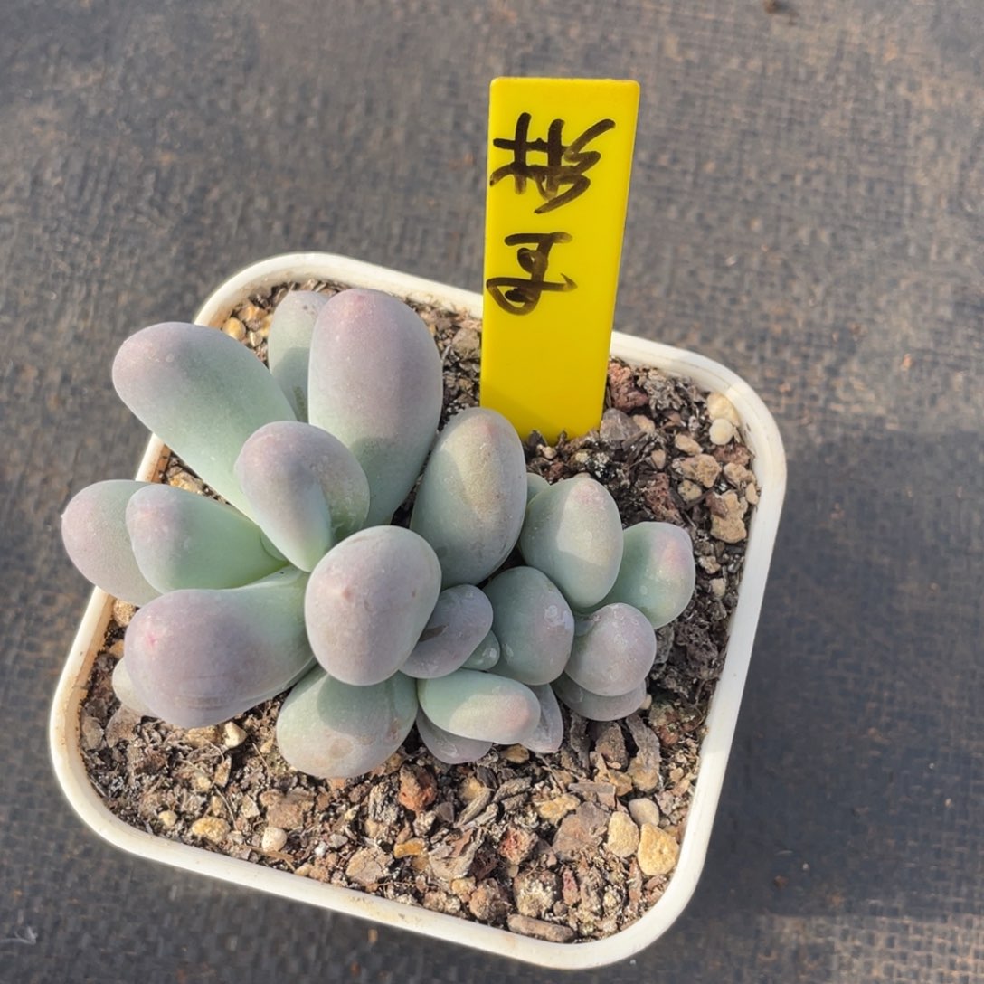 彬***腾姐姐说她真的有男朋友