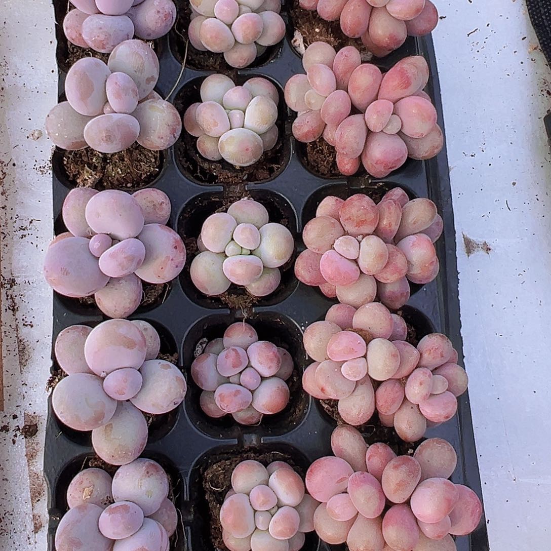 桃蛋组合15颗带托发货