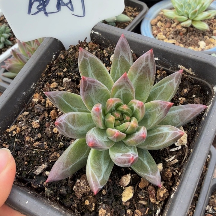 ****️哈哈哈哈哈哈哈哈