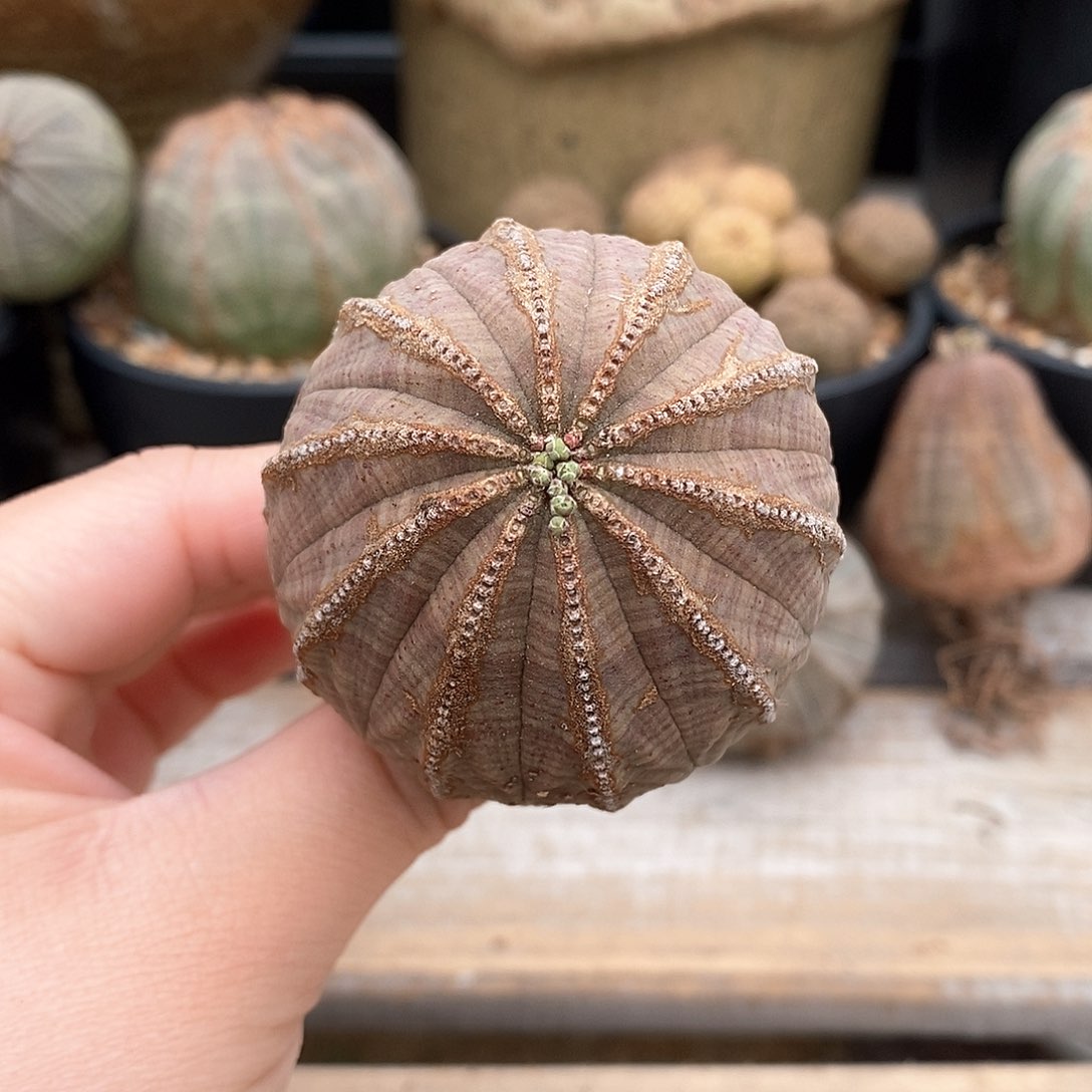 欧系实生布纹球多肉植物