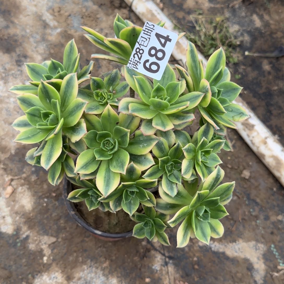 星爆多肉684满28包邮断枝不包