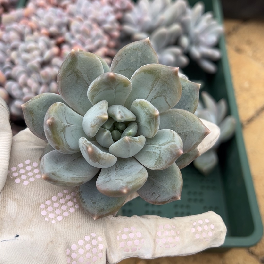 邀月。                