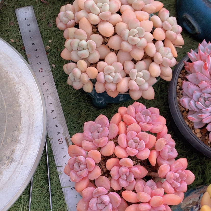 【闪购商品】白鹭泡泡糖