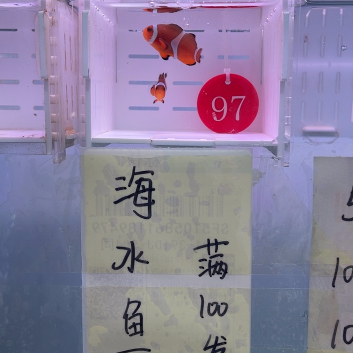 海水鱼精品黑边公子2条4左右