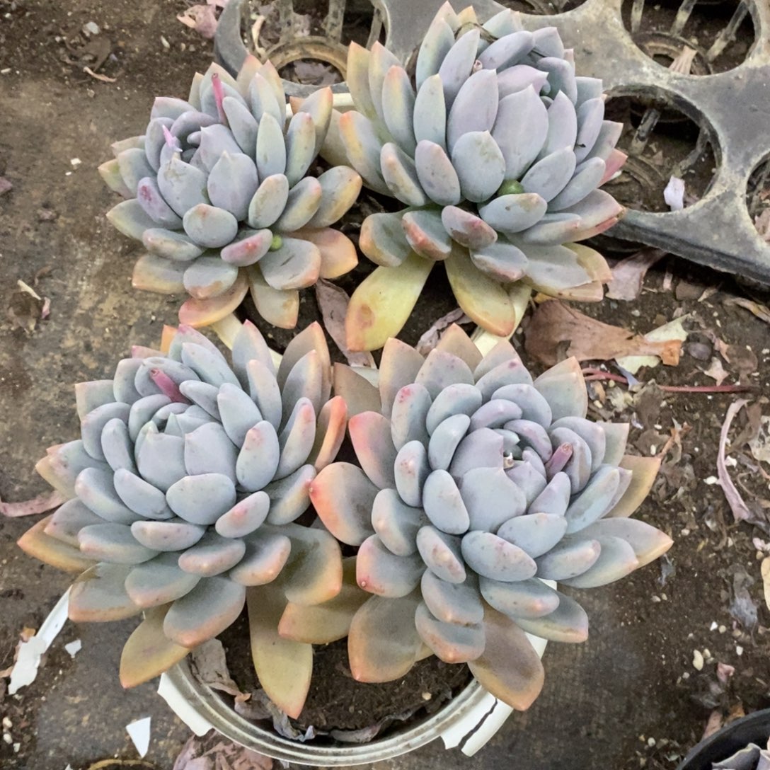 胖美人双头起发两盆