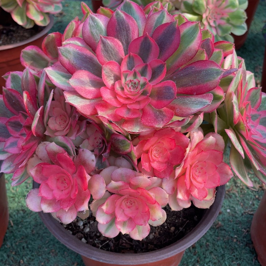 332倾城精品法师老桩