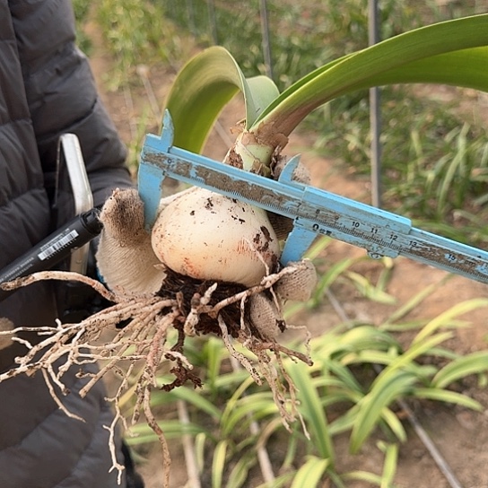 漂亮女神7厘米 开花包对版