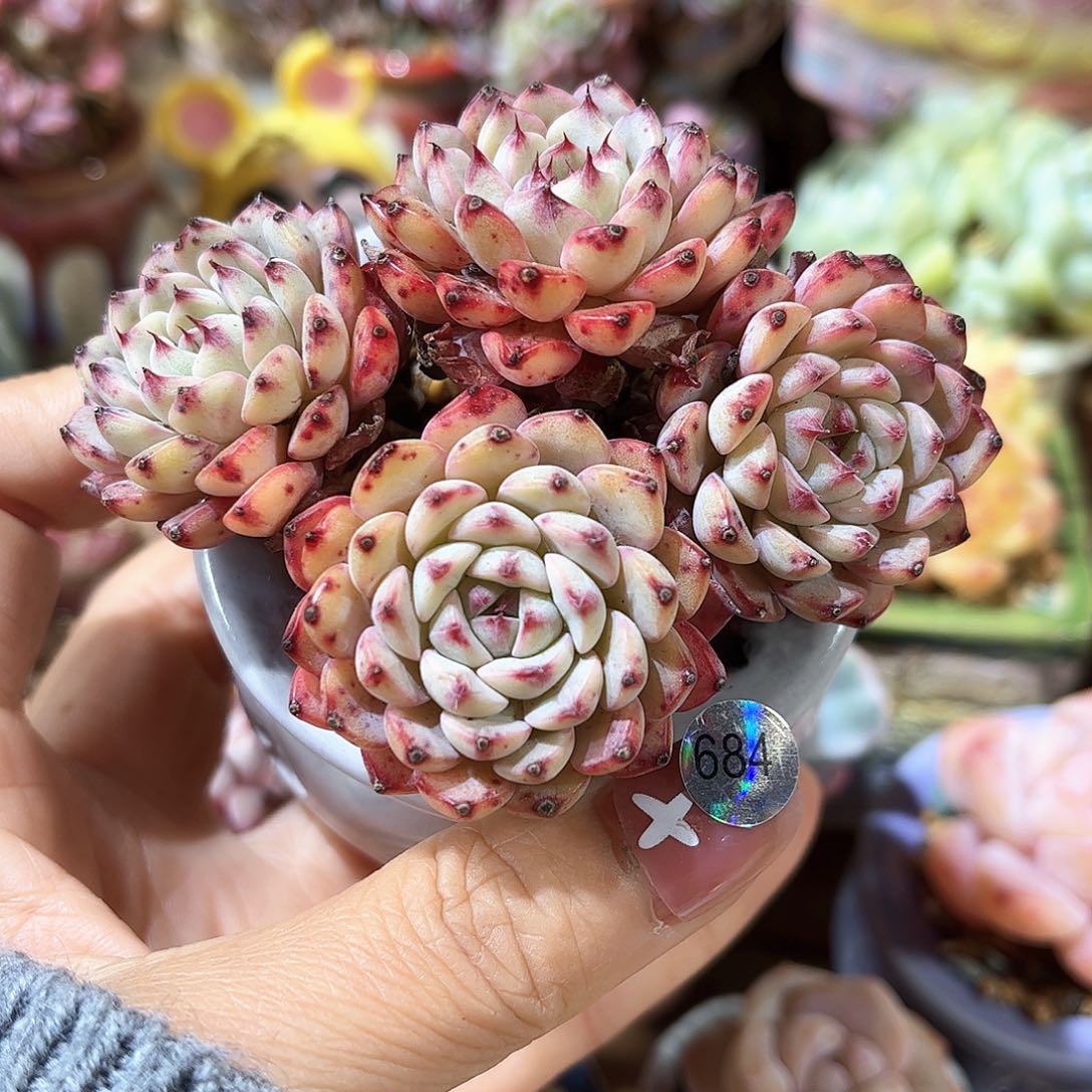 684 多肉含盆土30元包邮除偏远