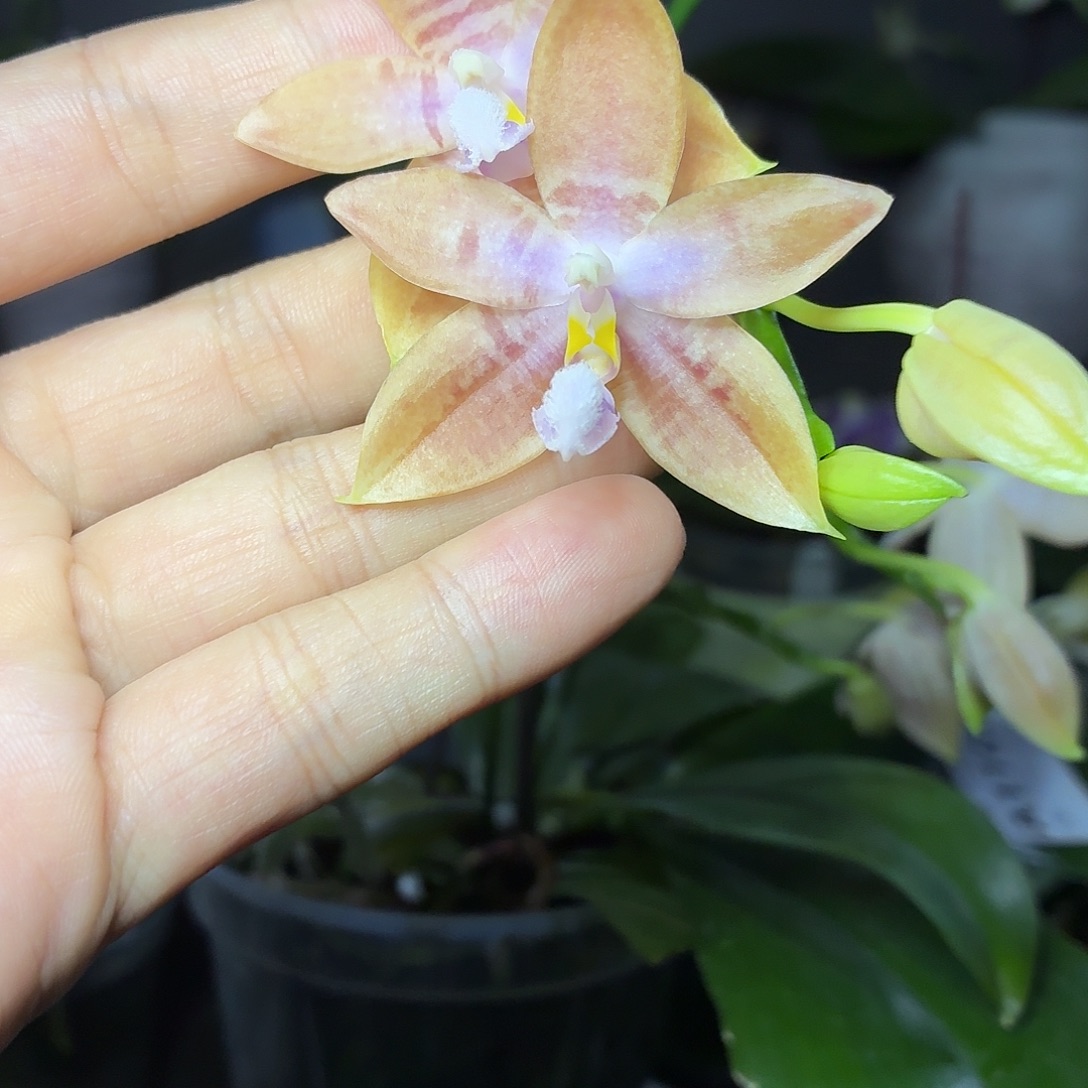 当前无花朵，栽培后可花朵A1100