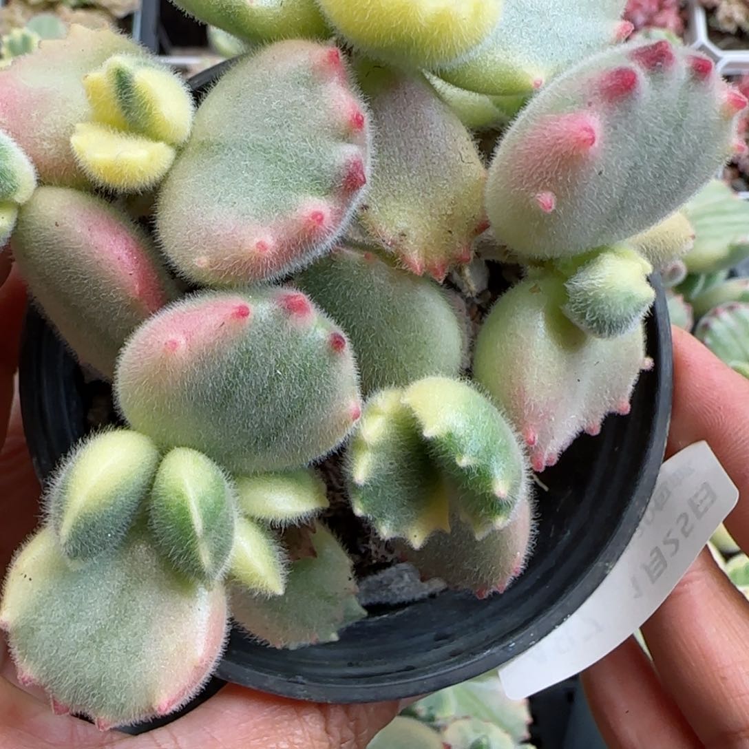 花语逸镜0125-487