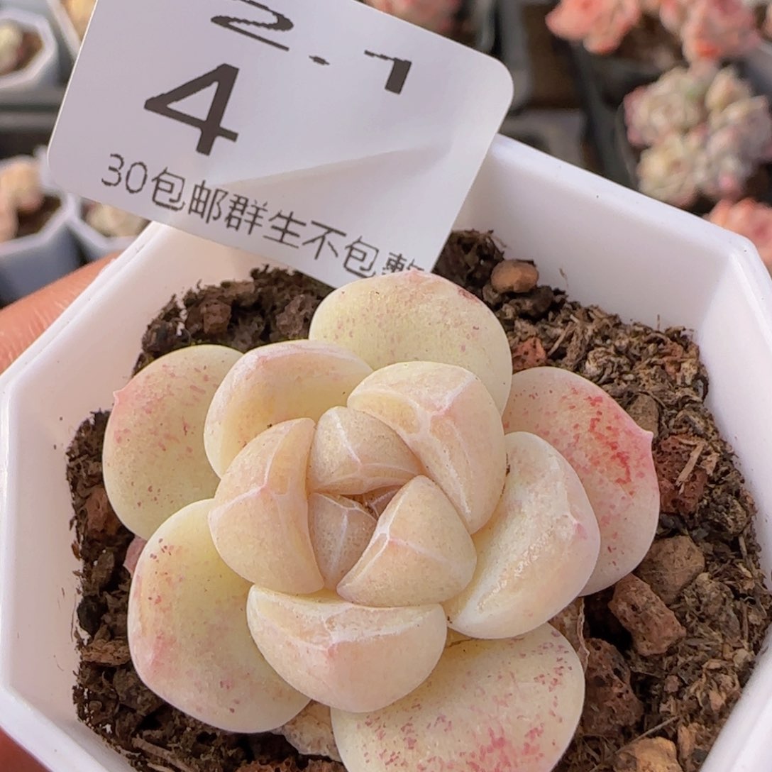 小脸糖心冰玉一颗