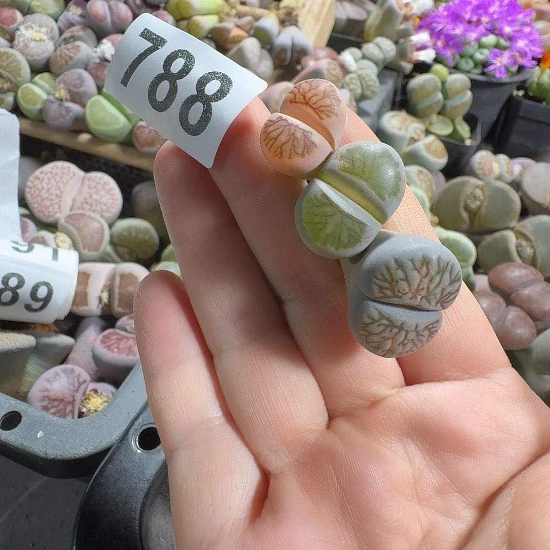 丶***卉生石花一物一拍3颗788