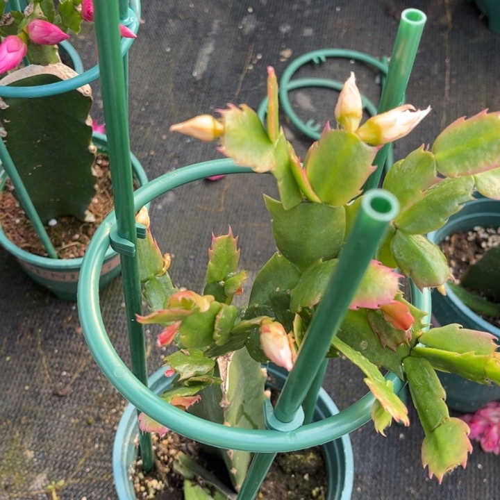 四***季57号粉色083大花重瓣