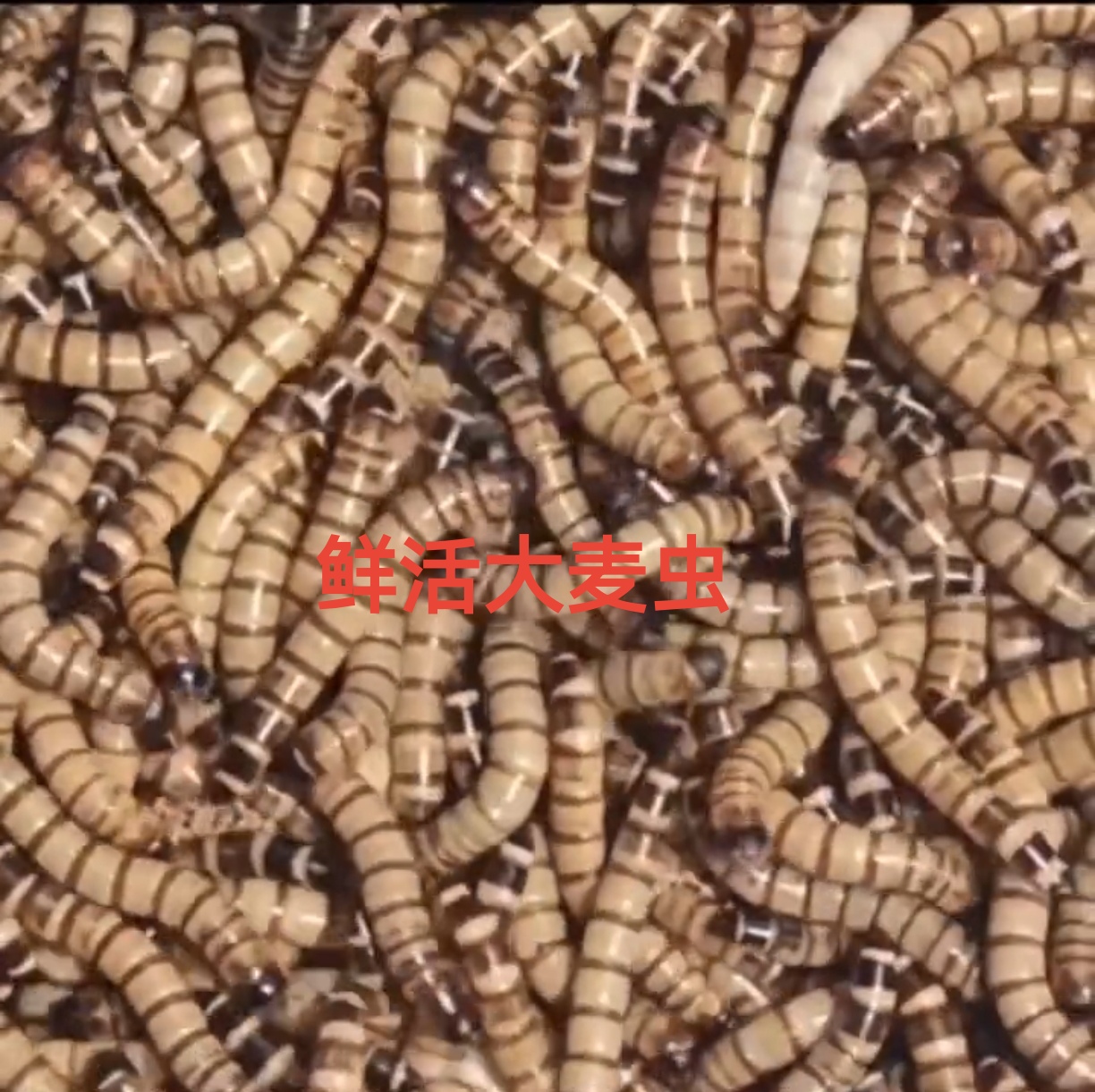 大麦虫蛋白虫活体龙鱼乌龟守宫饲料活虫鸟食鲜活