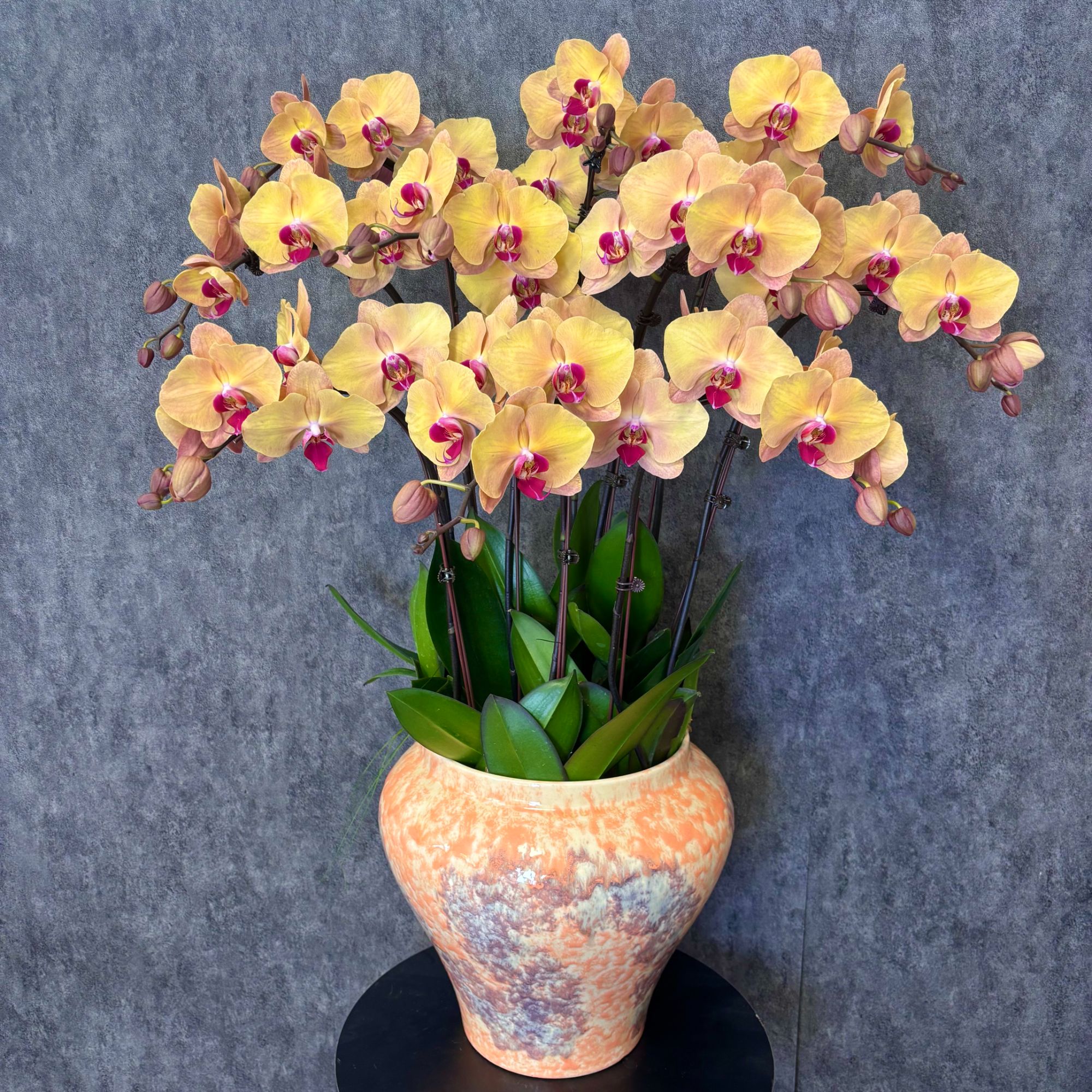 【芳美金钻-蝴蝶兰】法式风 奶油风 北欧 鲜花 送礼装饰 室内观赏花