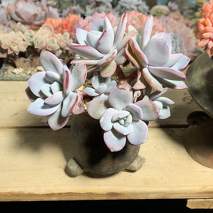 奶茶高桩群生一体无砍