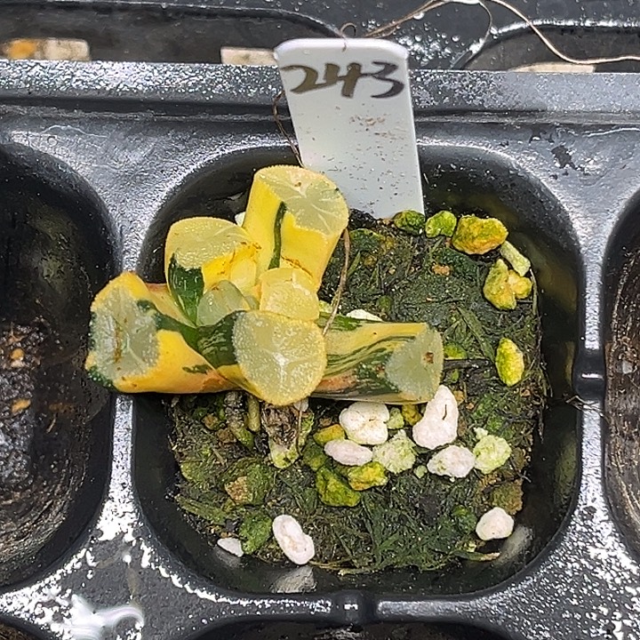 243玉龙万象锦脱土发货