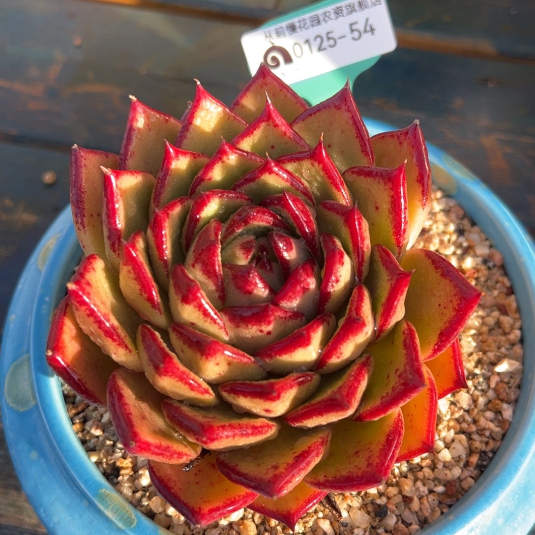 从前慢多肉精选编号0125.54