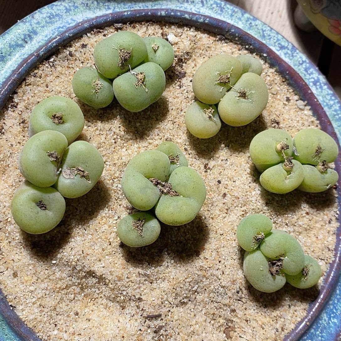 一颗四头孔卡佛。    