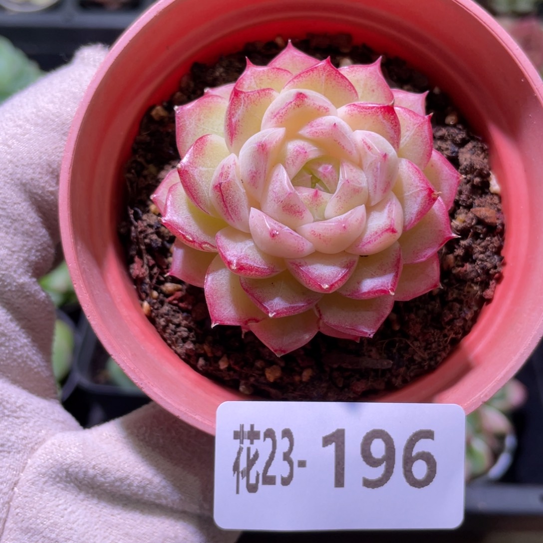 花利美23-196麦秆