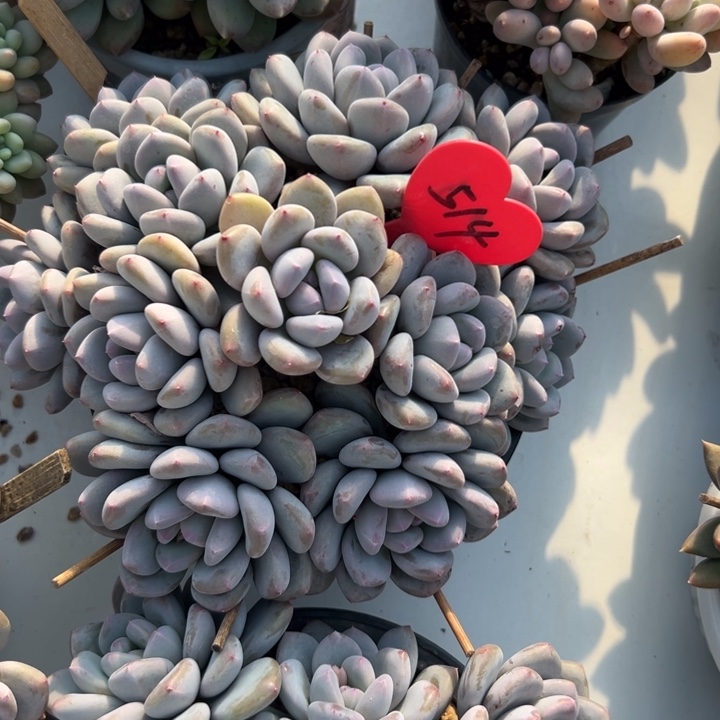 ****多肉植物一物一拍