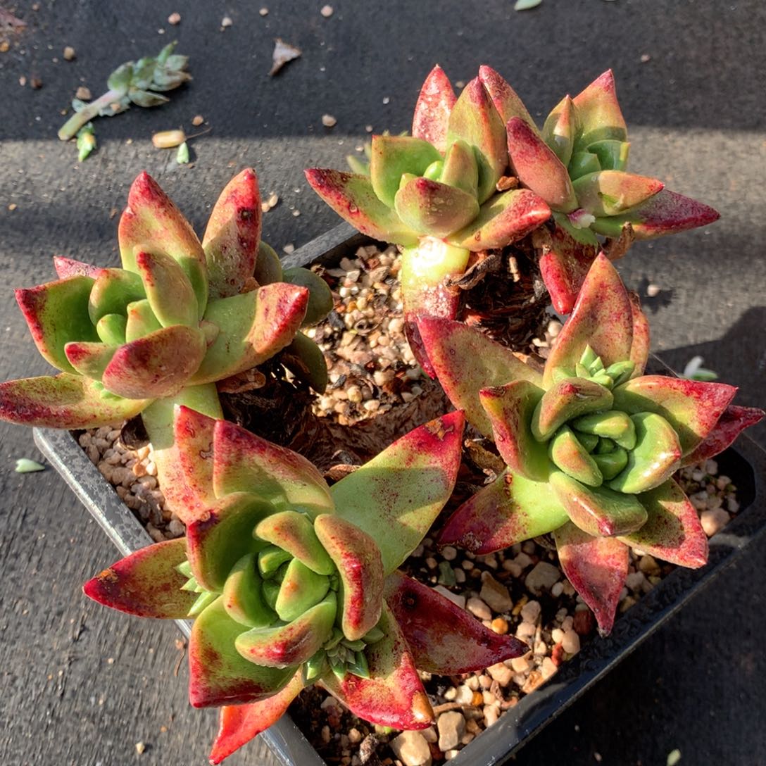 帕么瑞杂，多肉植物