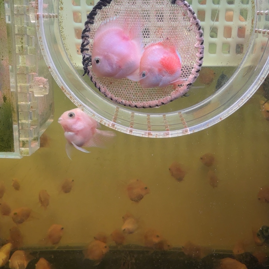 鹦鹉鱼胭脂粉一对