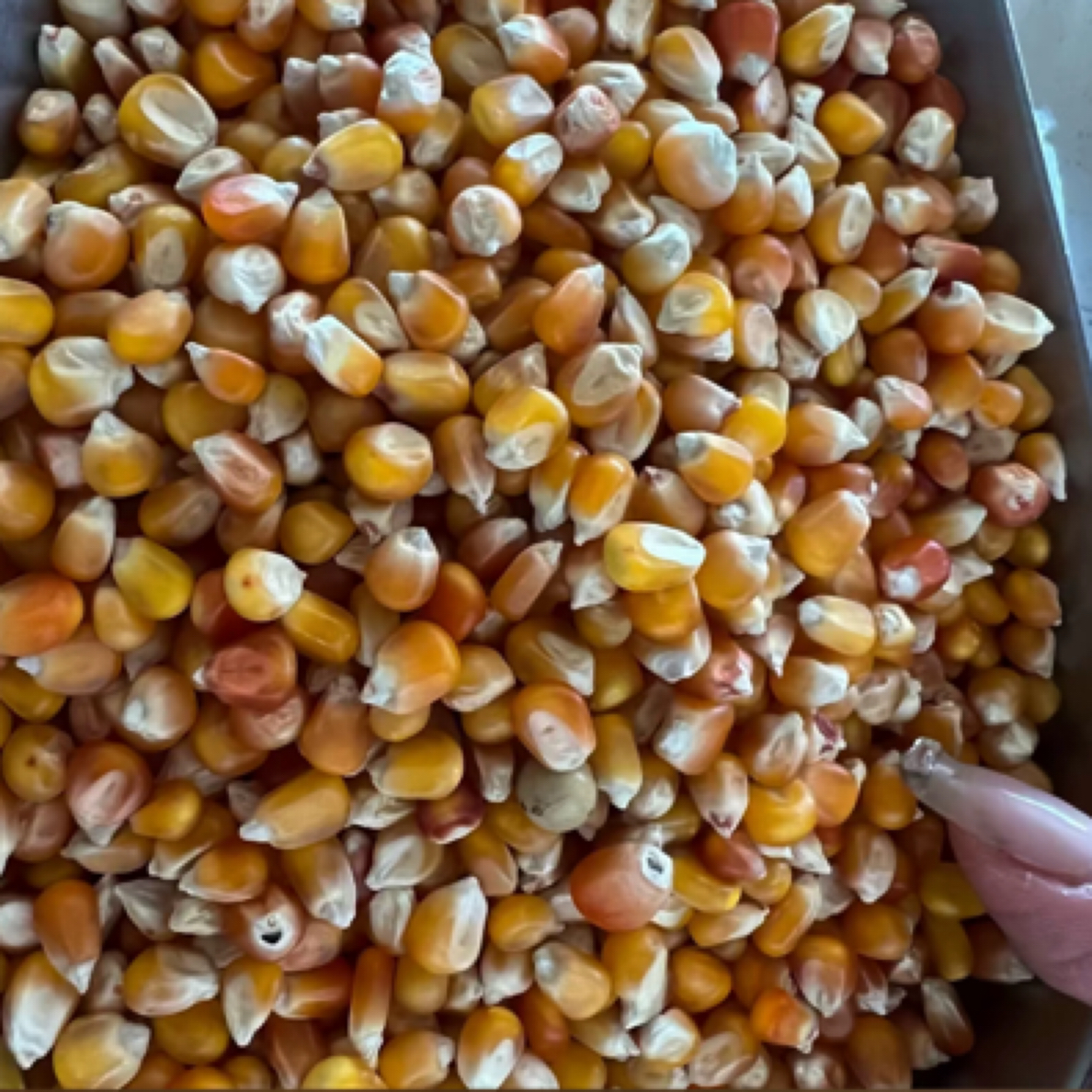 天友万家玉米中颗粒玉米粒干玉米粒适合鸽子鸡鸭鸟食饲料养殖食用