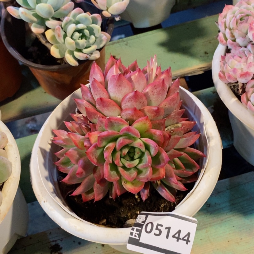 【闪购商品】福洛瑞安娜05144