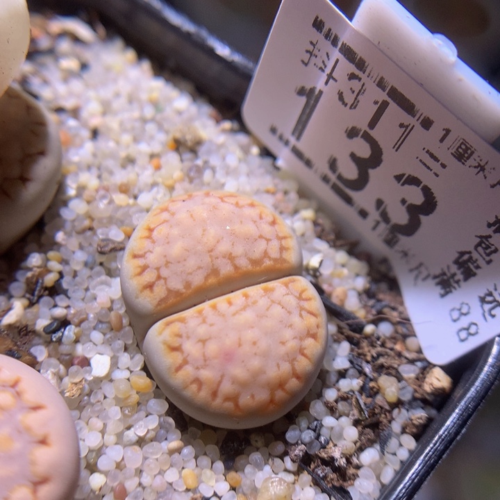 精品生石花311.133