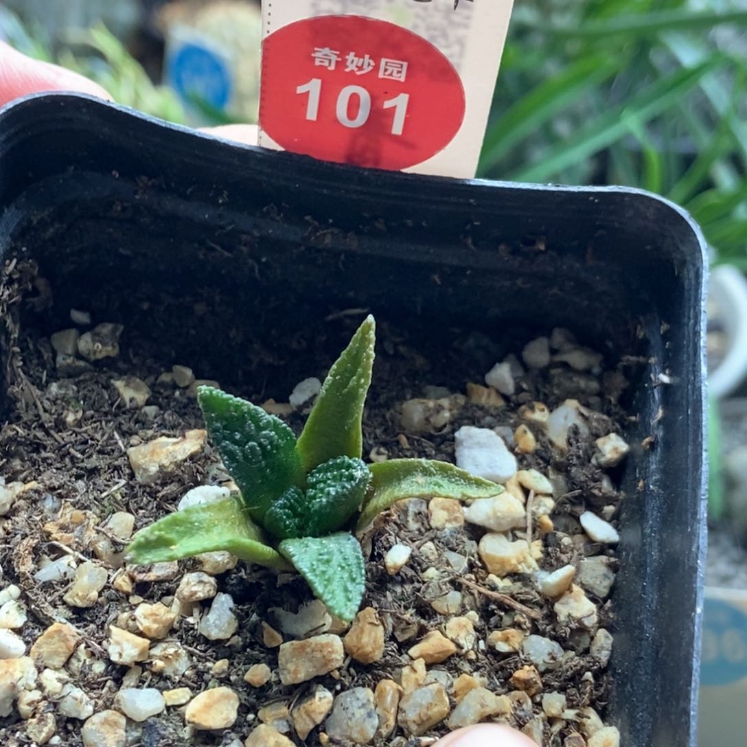 实生辛顿牡丹2.6cm一棵仙人球