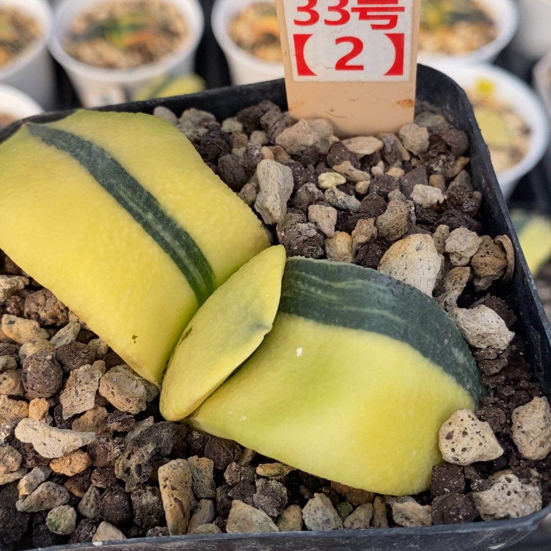 332蜗牛十二卷多肉