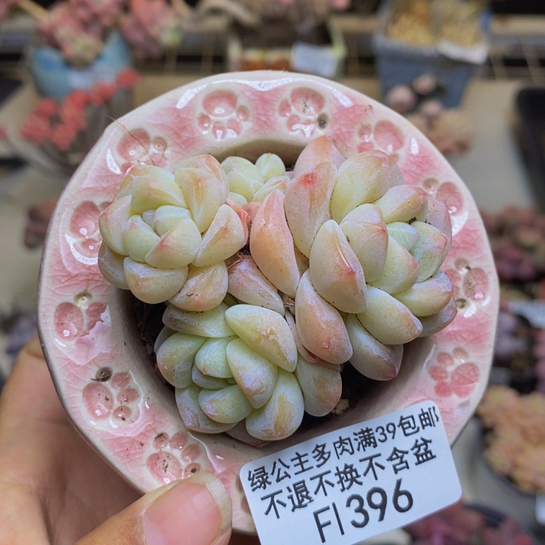 396珍妮冰玉多肉不包整