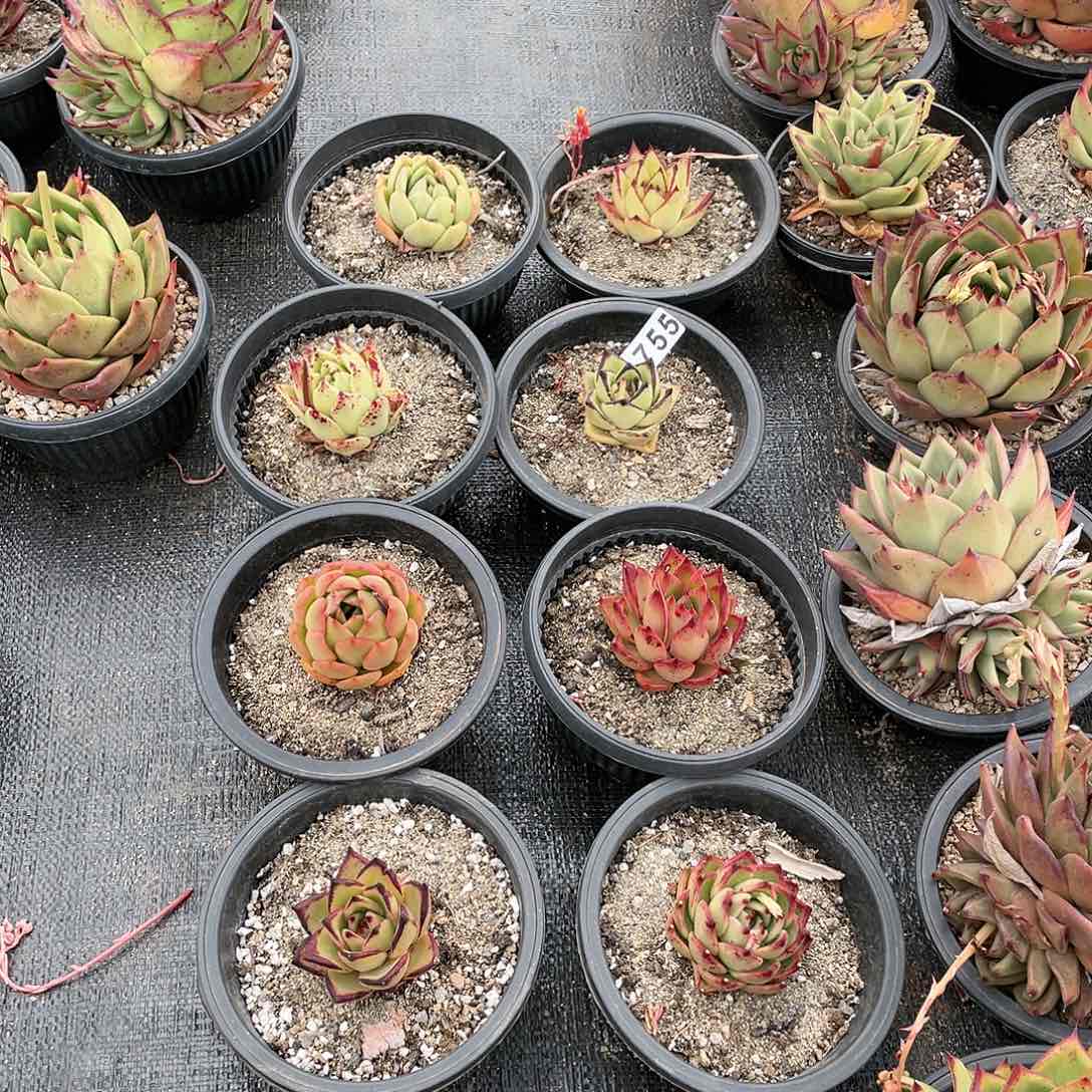 晴***若如东云组拍755