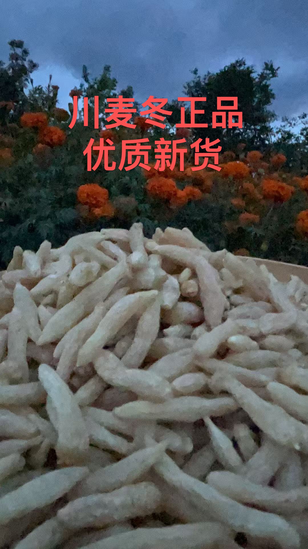 麦冬川麦冬精选大颗粒四川麦冬可煮水煲汤佳品