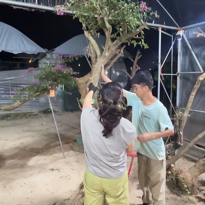 无花朵小叶紫一物一拍1200