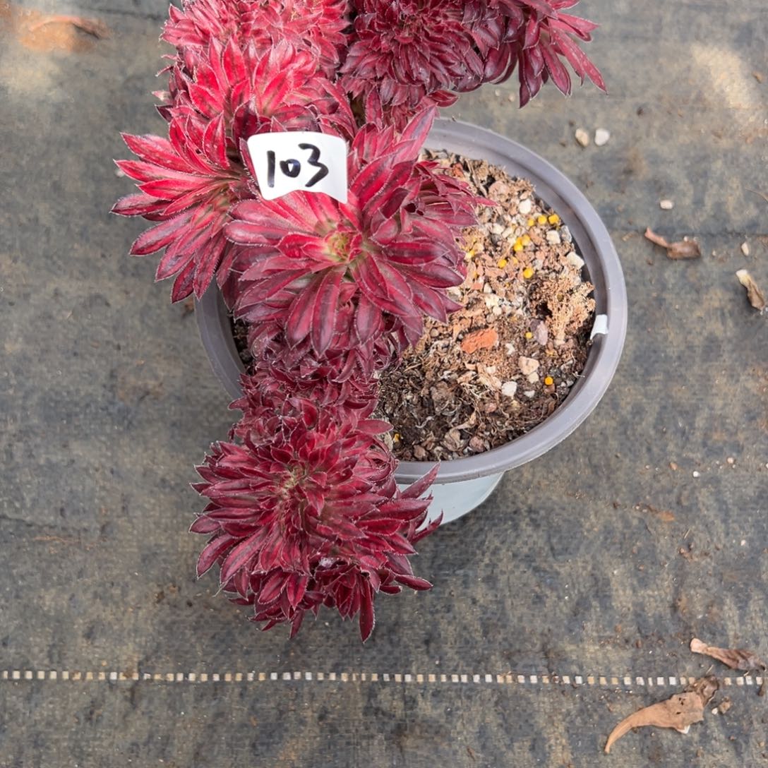 103朱雀缀多肉多肉多肉