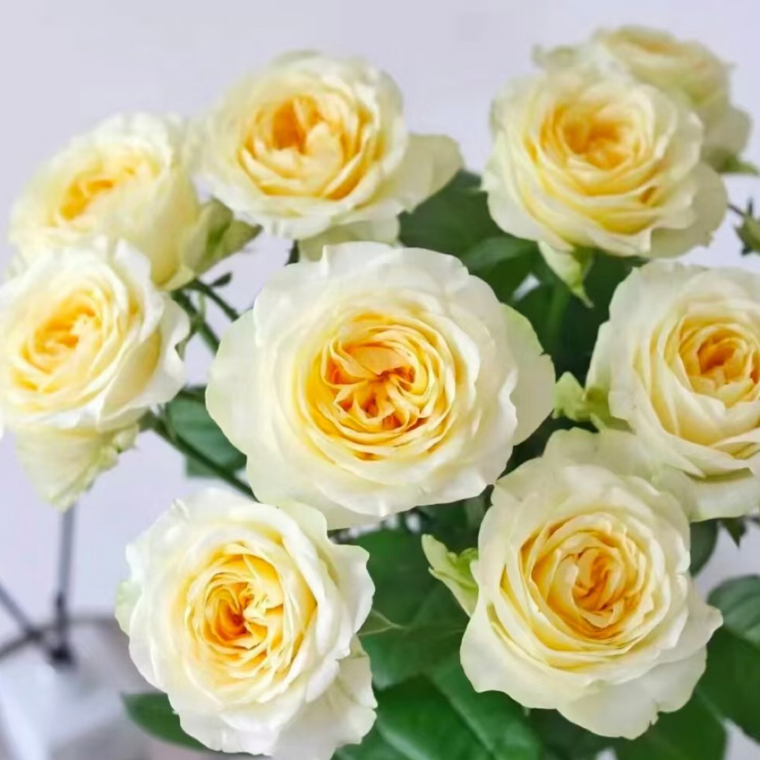 【奶油杯单头玫】全场任意两单顺丰冷链包邮，0度以下必拍保温棉！