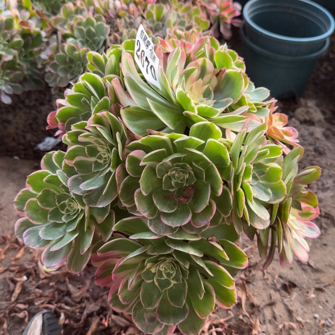 18-27法师丘比特2670