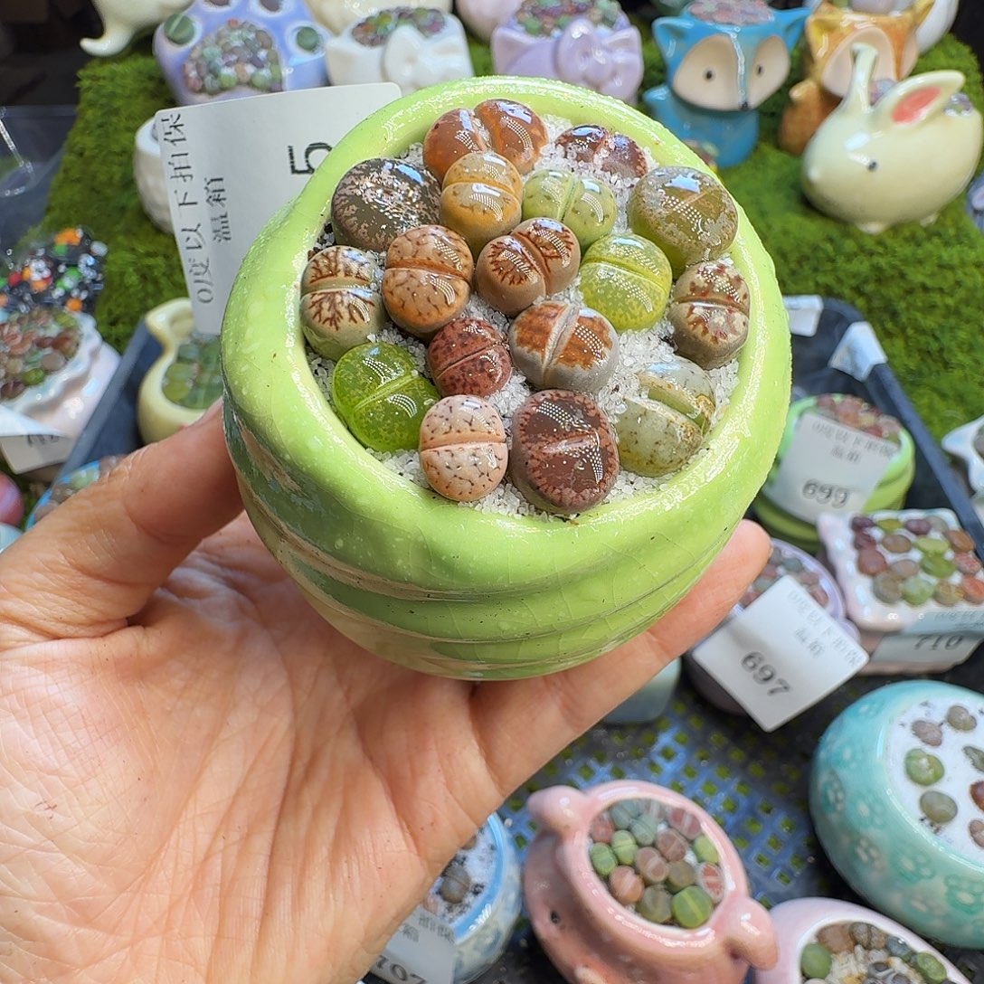 多肉植物开播福利715