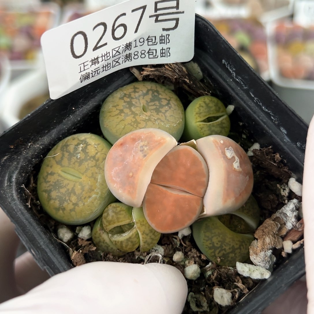 好养易活生石花大母本0267