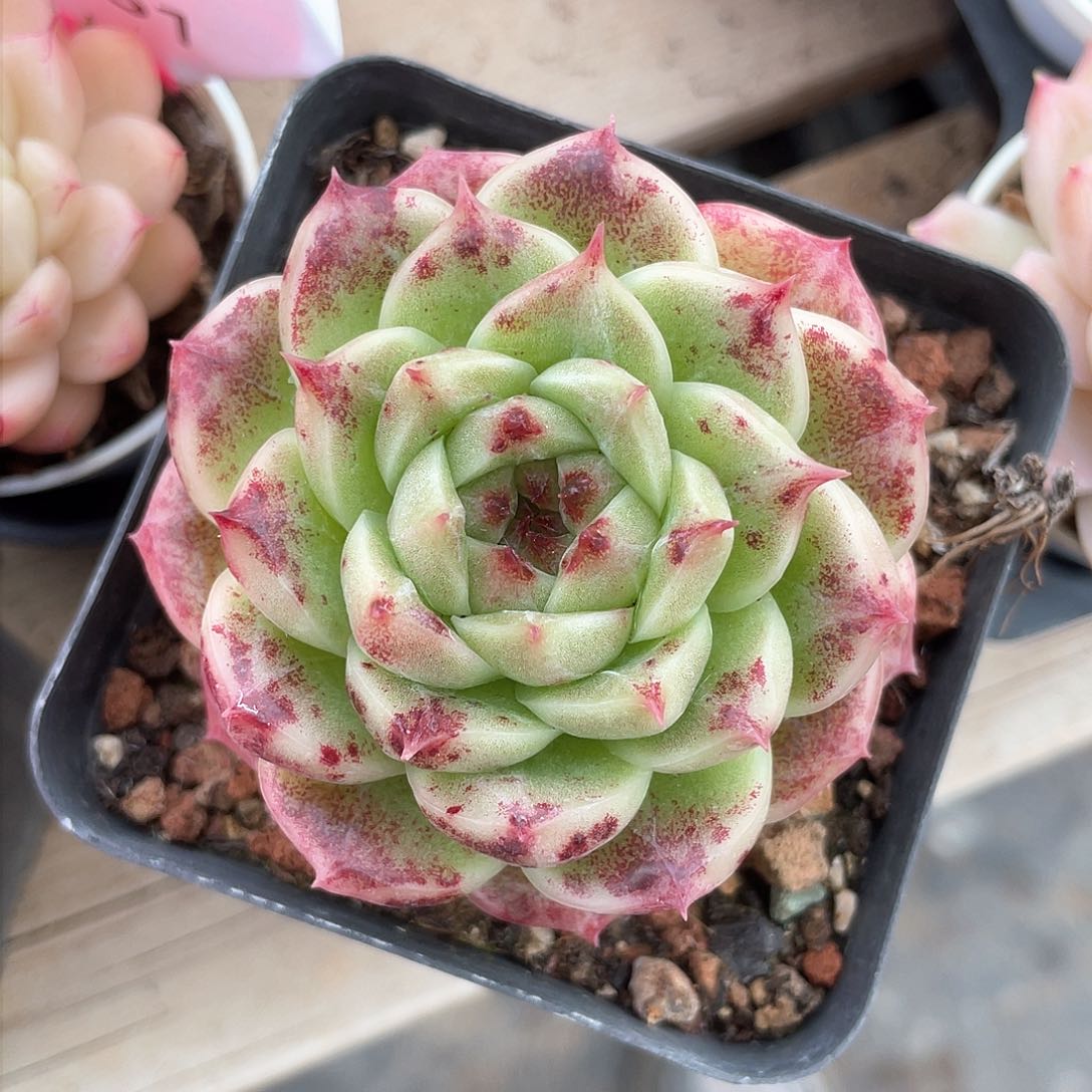 优选麦秆精品9146