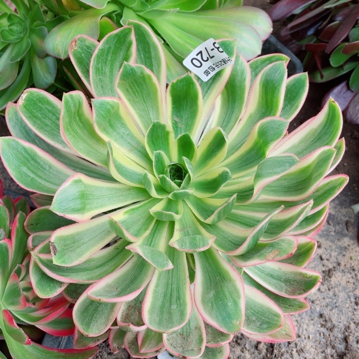 720青莲多肉12345678