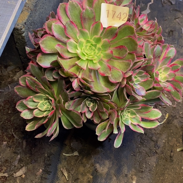 孔雀翎多肉断头不包1742