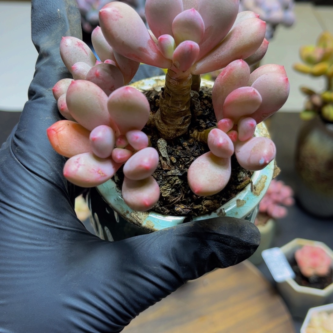 298桃花仙子奶酪9厘米
